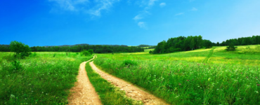 A pathway through a green meadow